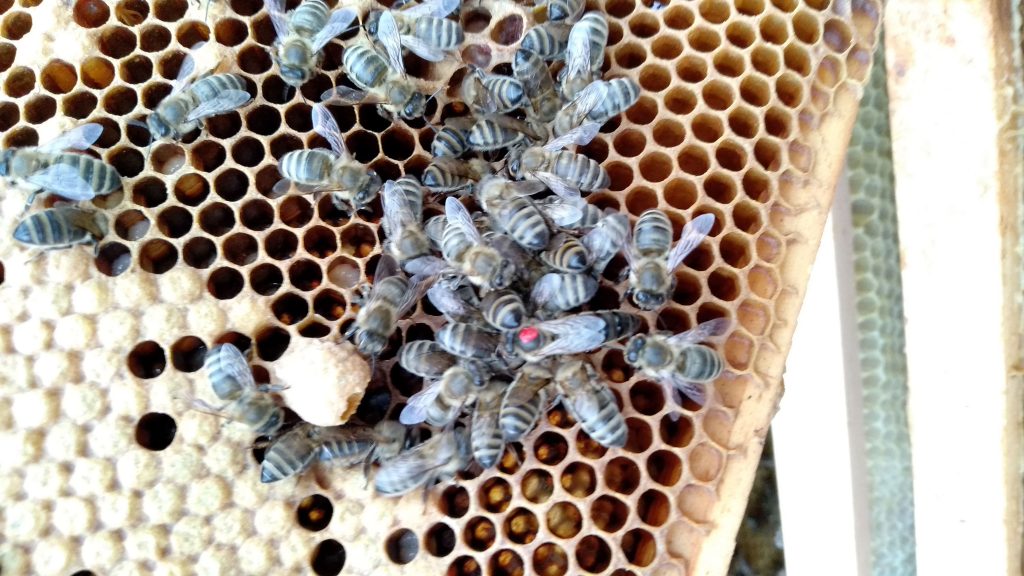 Die Bienenkönigin umgeben von ihrem Hofstaat.